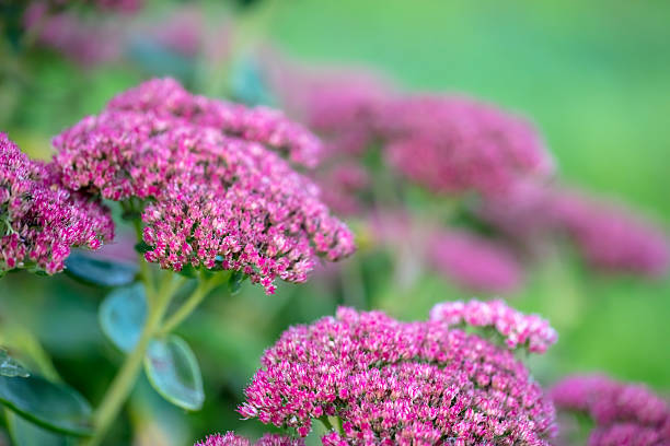 Close-up of beautiful Stonecrop Prominent plant (Hylotelephium spectabile) in the garden. Shallow depth of field.