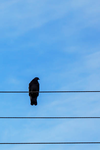 A lone bird sits quietly on a power line, silhouetted against a bright blue sky. The scene captures a peaceful moment in a suburban area, with no other distractions around. Looks like a note on a staff notation.