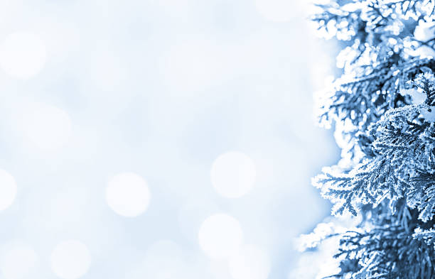 Frozen thuja tree branches covered by rime ice shimmer in bright winter sunlight, creating a serene scene that captures the beauty of the season and the gentle sparkle of frost. Beautiful bokeh lights background with space for copy. Toned image.