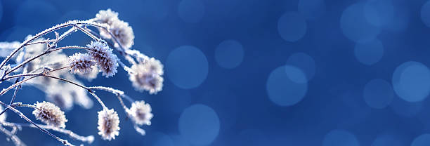 Frozen wild plants covered by white crystals of rime ice on a blue defocused background with beautiful bokeh light. Space for copy.