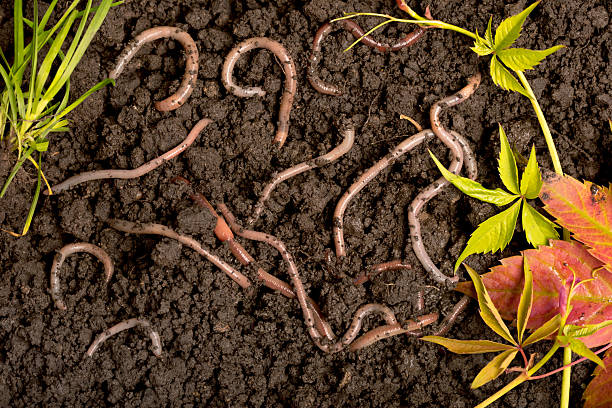 Close-up of earthworms in the soil with some leaves.