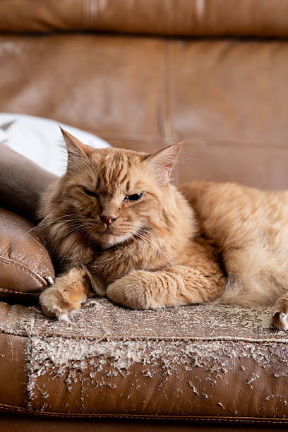 istock Cat relaxing in the room 2240919594