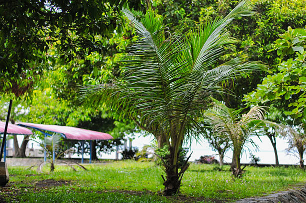 A Small Young Palm Tree Growing Vigorously in a Lush Green Garden Surrounded by Tropical Plants and Nature
