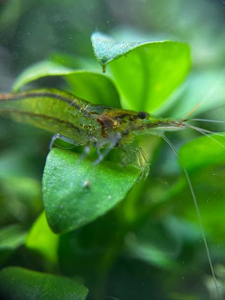 istock Nano Freshwater Shrimp - Macro Shot - Aquarium Life Ecosystem 2240921632