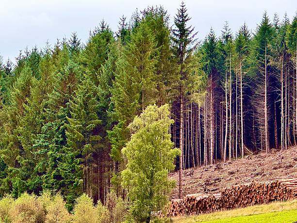 Deforestation in a forest in North Yorkshire