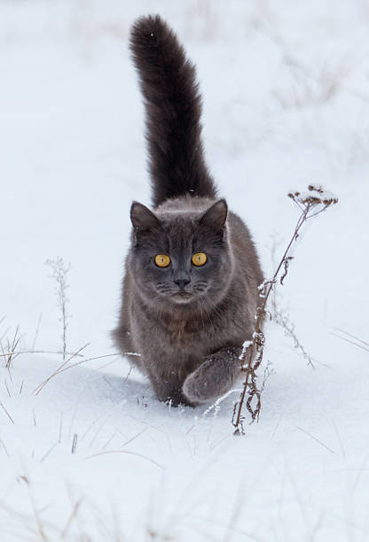 portrait of funny tabby gray cat walking on winter nature, standing in snow on background of bush, pet's life