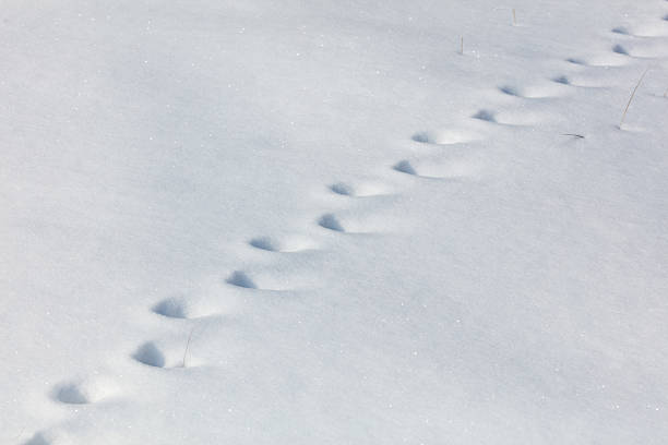 A snowy landscape with a distinct line of tracks in the snow. The tracks are small and appear to be made by a small animal, possibly a bird or a small mammal. The tracks are clearly visible