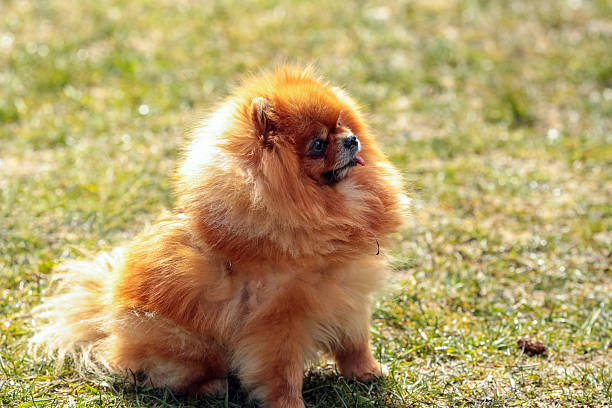 istock Pomeranian dog portrait 2240923025