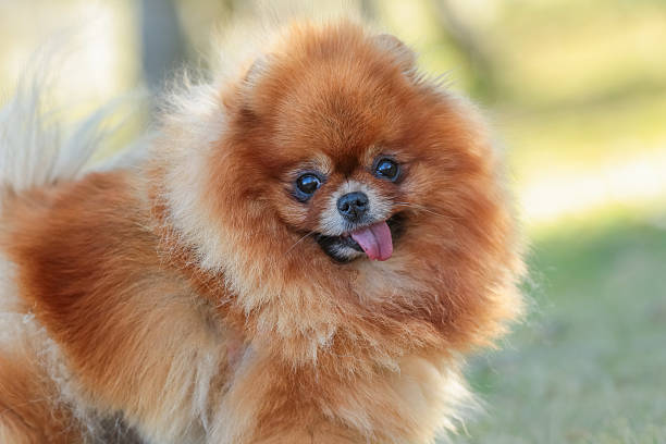 istock Pomeranian dog portrait 2240923254