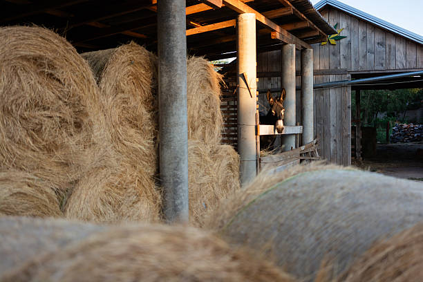 Donkey with a blue collar is actively eating hay in a farm setting.