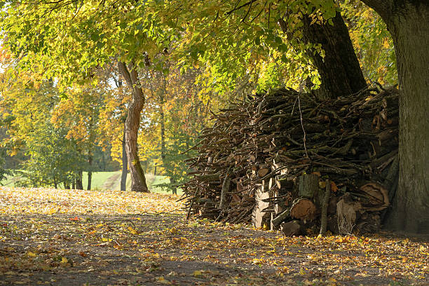 A rustic woodpile rests beneath a leafy tree in a sunlit autumn park. Warm tones, fallen leaves, and calm scenery evoke nature, harvest, and outdoor relaxation.