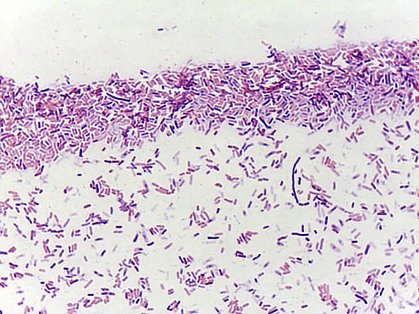 istock Microscopic view of rod-shaped bacteria 2240926735