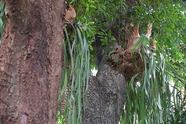 istock Staghorn fern on tree trunk. 2240929998