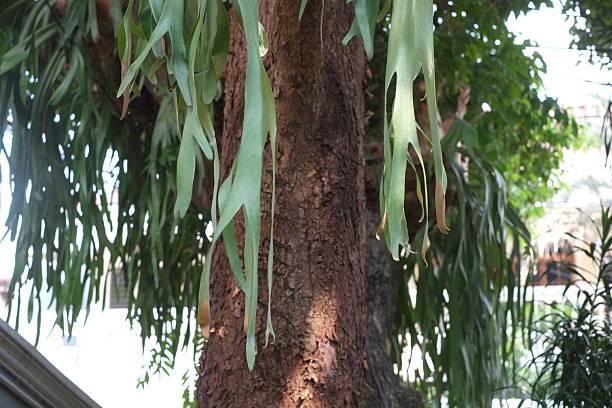 istock Staghorn fern on tree trunk 2240930344