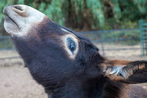 Close-up of a brown donkey's head, lifting its snout and looking upwards, possibly braying in a farm setting