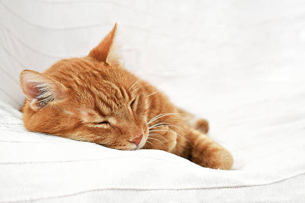 istock Ginger cat sleeping on the sofa at home. Happy tabby cat relaxing in a house. 2240932355
