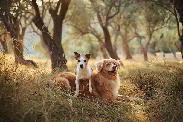 istock jack russell and retriever in olive grove 2240934453