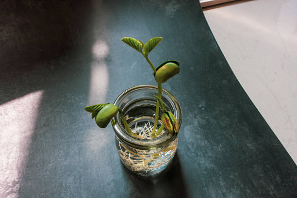 Plant sprouts in glass bottles