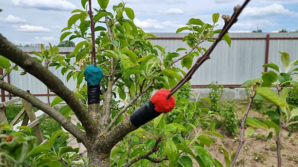 istock Apple Tree Grafting with Red and Blue Sealing Wax 2240941233