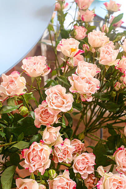Light pink spray roses with copy space, perfect for romantic, wedding, and love-themed design concepts.