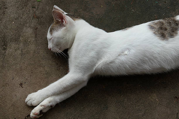 Dirty stray kitten is sleeping on the street.