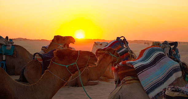 istock Camels resting outdoors on sand in desert Sahara. 2240943148
