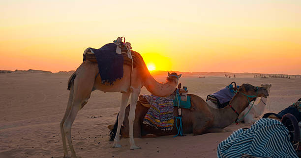 istock Camels resting outdoors on sand in desert. 2240943249