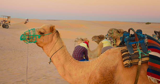 istock Medium shot of camels resting outdoors on sand in safari. 2240943298