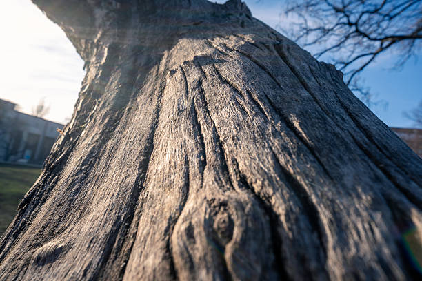 This is a detailed closeup representation of weathered tree bark, showcasing the intricate textures and stunning patterns that can be found in natural wood, highlighting its aesthetic beauty
