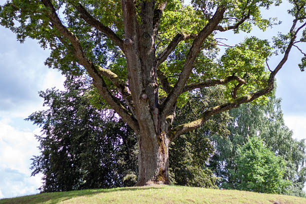 istock A large tree with green leaves is on a hill 2240949199