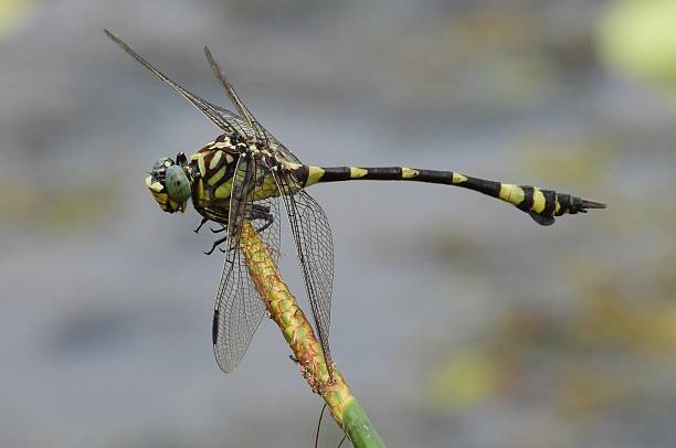 istock Common Tigertail, Ictinogomphus ferox, 2240949962