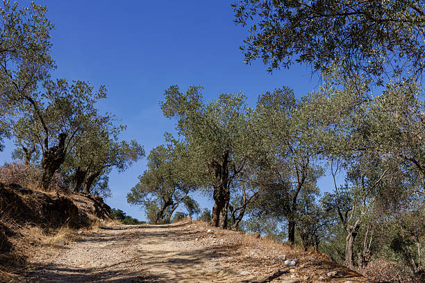 istock Dirt path through an olive grove under a clear blue sky. 2240951320