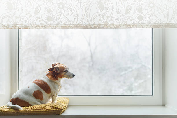 istock Sad dog sitting on the windows. 2240951366
