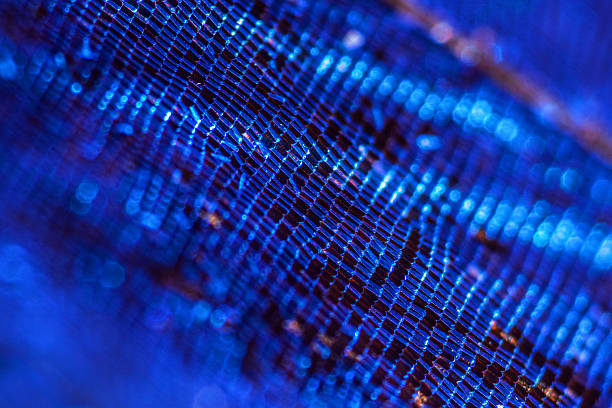 Abstract extreme macro photo of the wing of a Blue Morpho (Morpho menelaus) butterfly. Beautiful blue, shimmering background with butterfly wing texture.