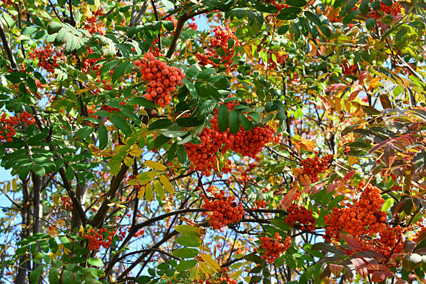 istock clusters of Rowan Berries on a tree on a Sunny Autumn Day 2240951413