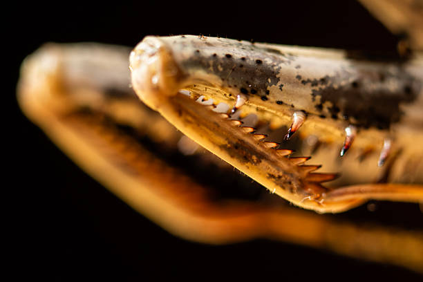 istock Praying mantis (Mantodea) foreleg macro nature stock photo 2240951460