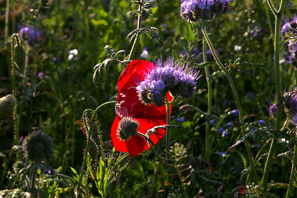 Lazy Days Among Wild Blooms in the summer sunlight