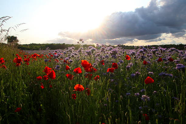 Backlit by the sun, a bright red Poppy, symbol of the First World War and Flanders fields, flowers.
