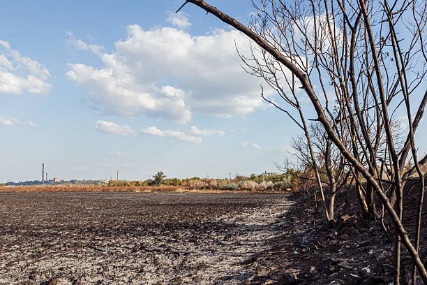 istock burnt trees and a field covered in ashes 2240953021