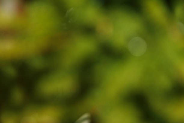 A blurred background of green foliage with soft bokeh effects. Scene conveys a sense of tranquility and nature