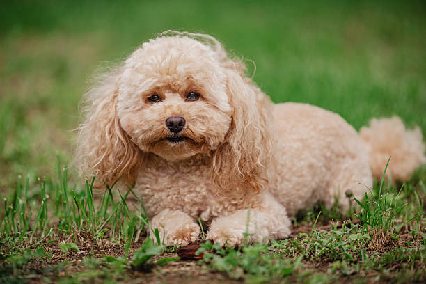 istock A beautiful fluffy toy poodle puppy 2240954037