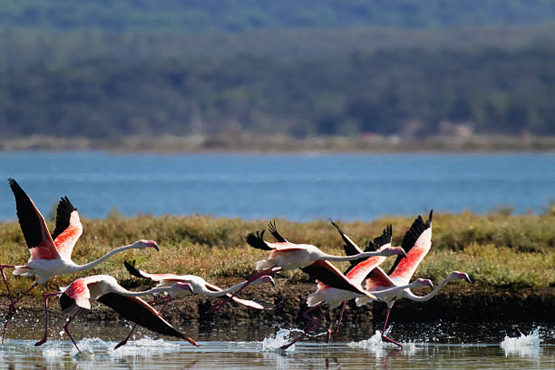 istock Flamingos in Portugal 2240954205