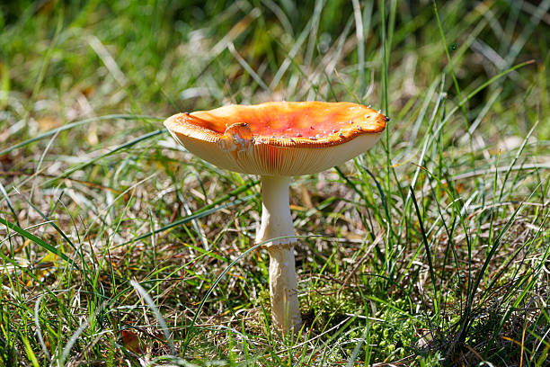A vibrant red mushroom with white gills growing in grassy terrain.