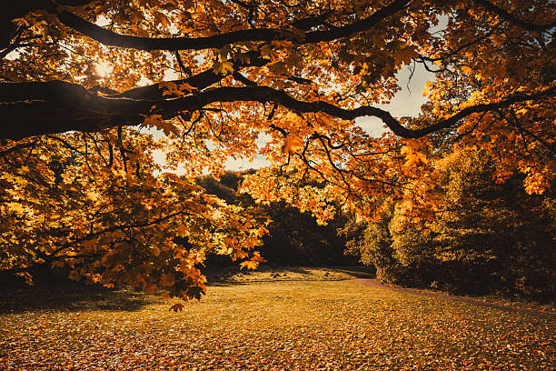 Beautiful autumn colors at Soderasen National Park in Sweden.