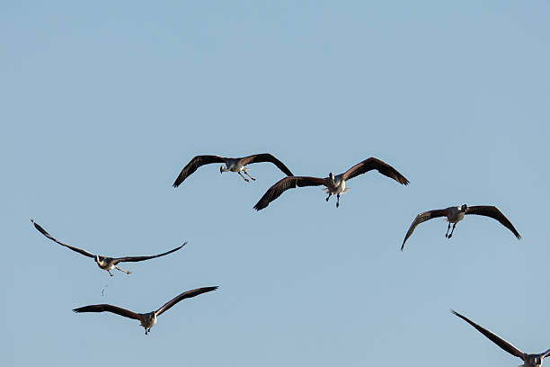 istock Flock of flamingos flying in a clear blue sky. 2240955849