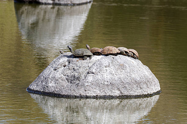 Turtles basking on a rock in a calm pond.