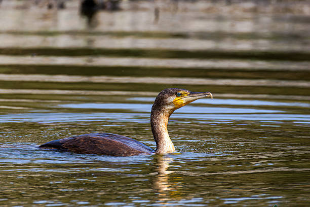 istock A cormorant swimming in calm water with a blurred background. 2240956146