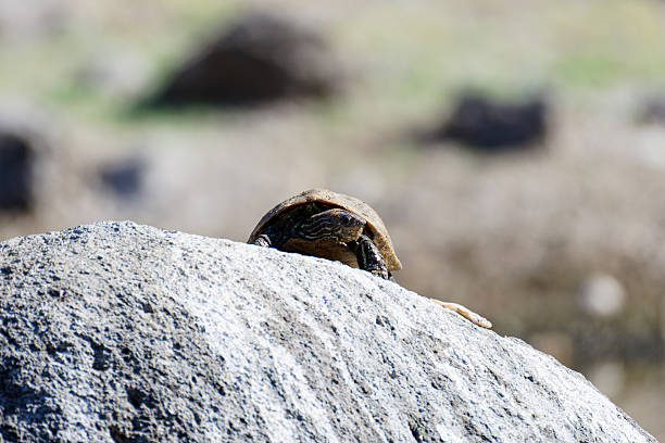 A turtle partially hidden behind a rock in a natural setting.