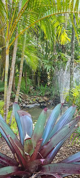 istock Amazeworld Sunshine Coast Queensland Australia 2240956529