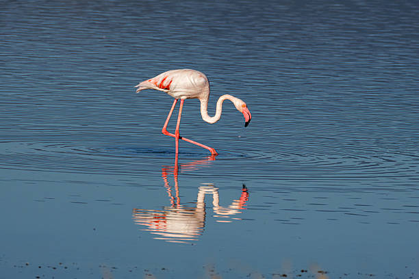 istock A flamingo wading in calm blue water with its reflection visible. 2240958105